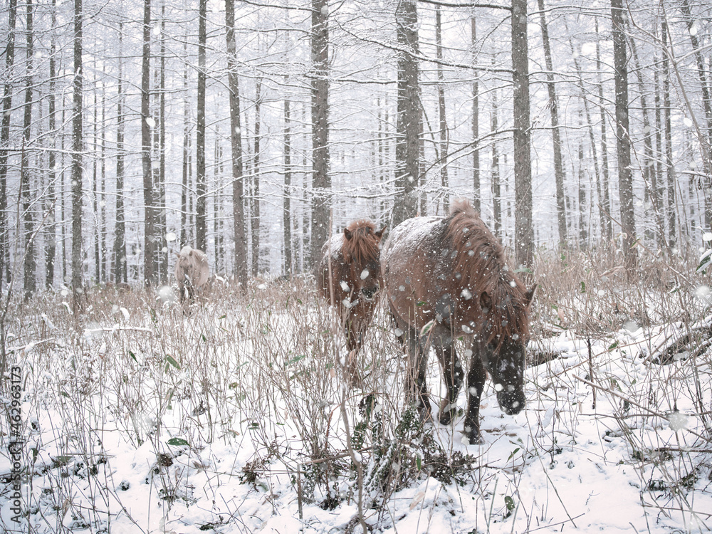 Fototapeta premium 冬の道産子