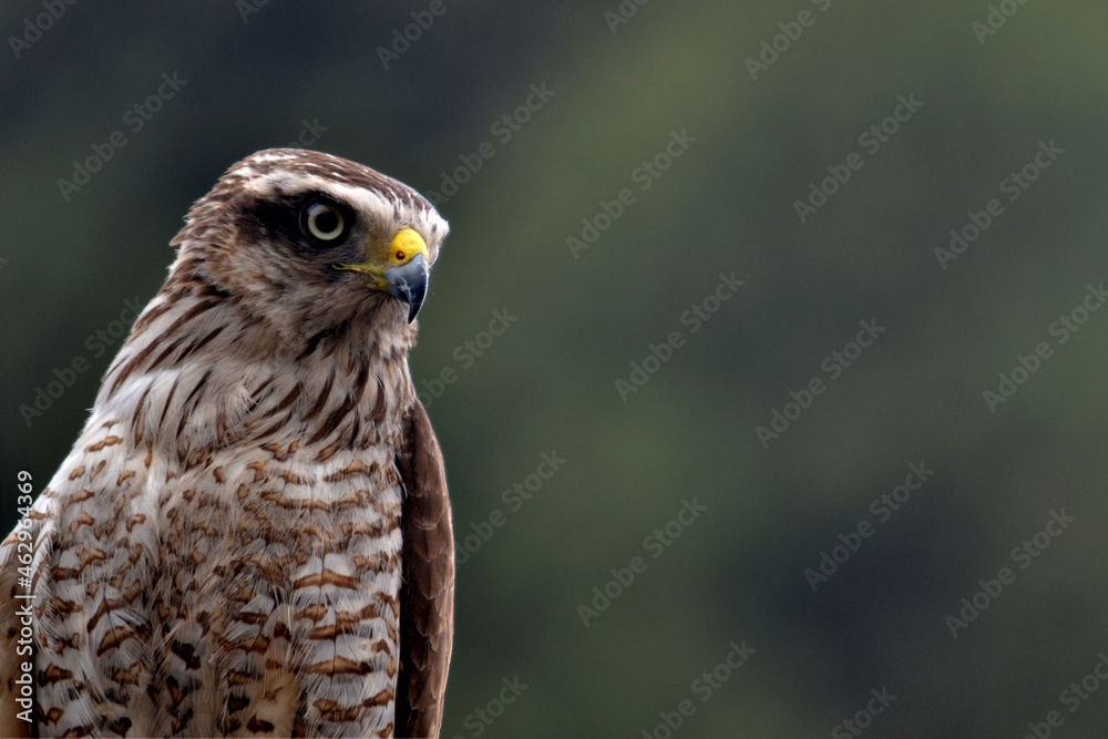 LARGE BIRD WATCHING ITS PREY LARGE BIRD WATCHING ITS PREY
