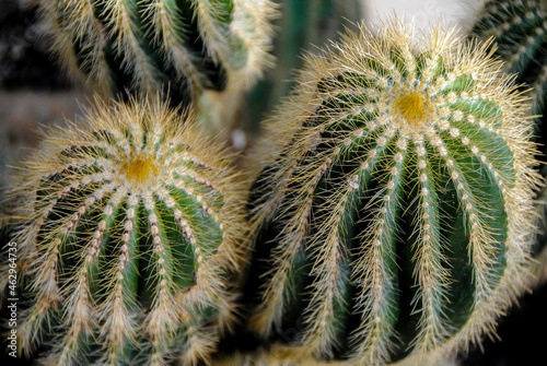 Cactus plants up close