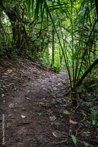 Trail Hiking Trail in the Jungle of Costa Rica