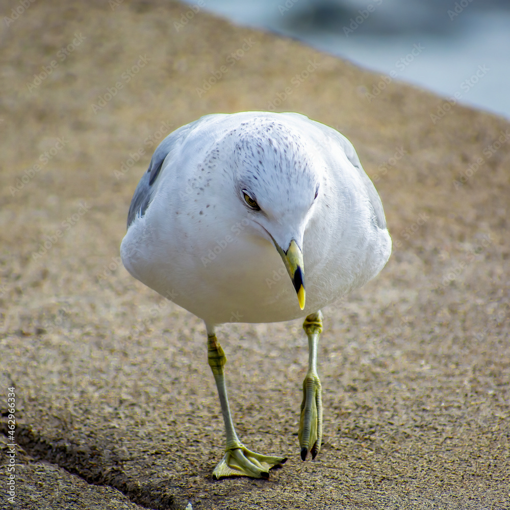 Fototapeta premium Ring-billed seagull
