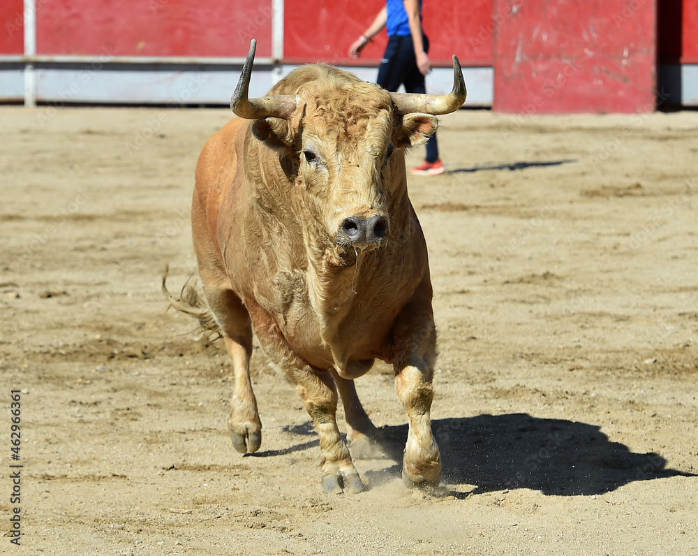 spanish white bull wirh big horns in a traditional spectacle of bullfight spanish white bull wirh big horns in a traditional spectacle of bullfight