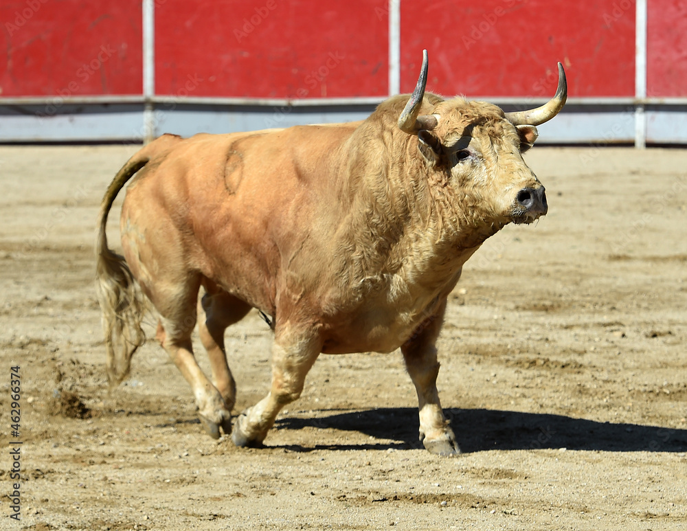 spanish white bull wirh big horns in a traditional spectacle of bullfight spanish white bull wirh big horns in a traditional spectacle of bullfight
