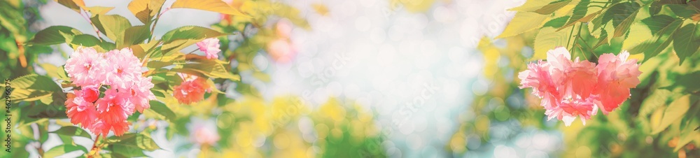 Spring background, panorama - pink flowers of Japanese cherry or Sakura on the background of a blooming garden. Horizontal banner with blurred space for text