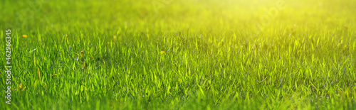 Fresh green grass close-up in spring meadow on a sunny day. Horizontal banner with copy space for text