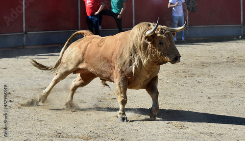 bonito toro blanco español en una plaza de toros en España