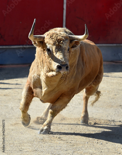 spanish white bull wirh big horns in a traditional spectacle of bullfight