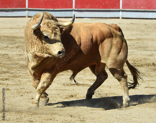 bonito toro blanco español en una plaza de toros en España