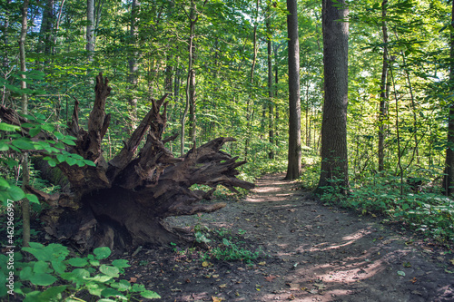 Path in the forest next to downed Tree