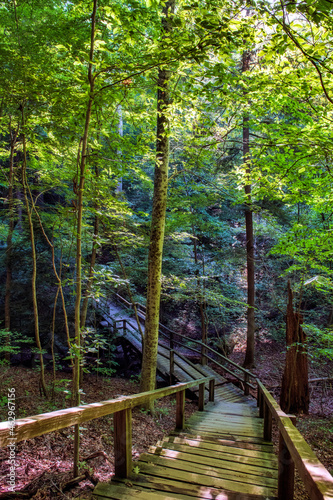 Steps and walkway in forest