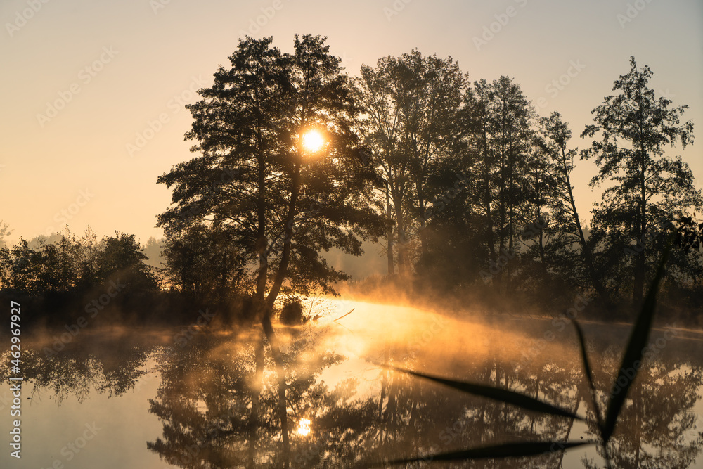 Obraz na płótnie Drzewa nad rzeką, światło we mgle, rzeka Czerniawka, Staw w Białej, gmina Zgierz w salonie