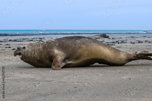 Male elephant seal, Peninsula Valdes, Patagonia, Argentina