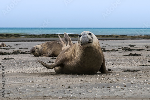 Male elephant seal, Peninsula Valdes, Patagonia, Argentina