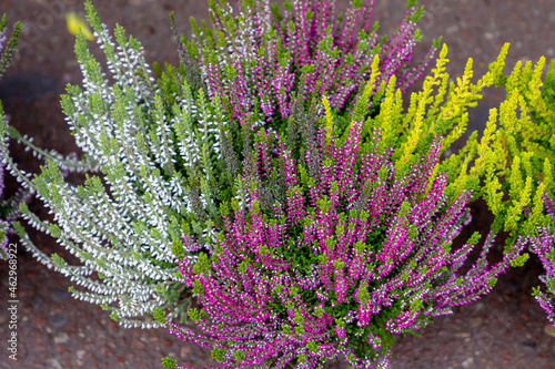 Calluna vulgaris, Ling, Erica, Heather. Floral background