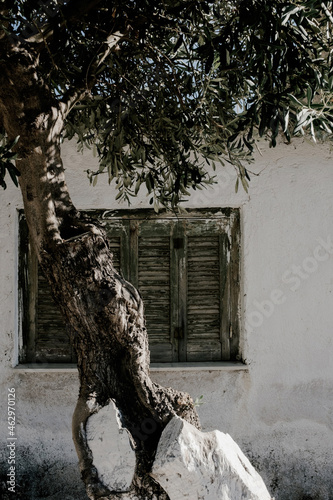 olive tree in front of house photo