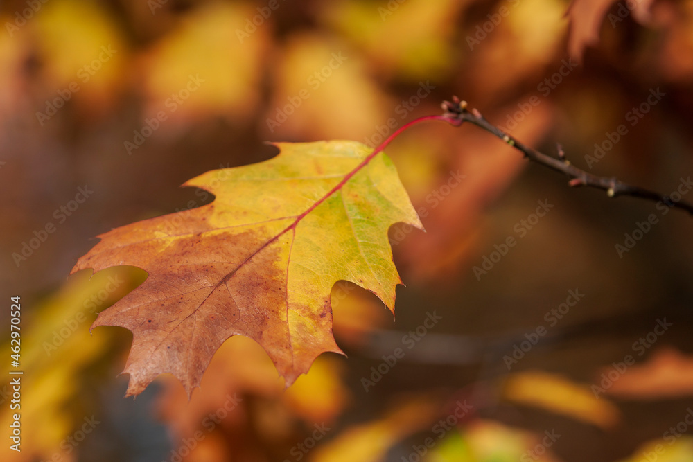 Leaves of a tree in the light of the setting sun. Leaves of a tree in the light of the setting sun.