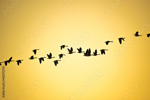 A flock of Canada goose in flight across golden sky at sunset © Olya