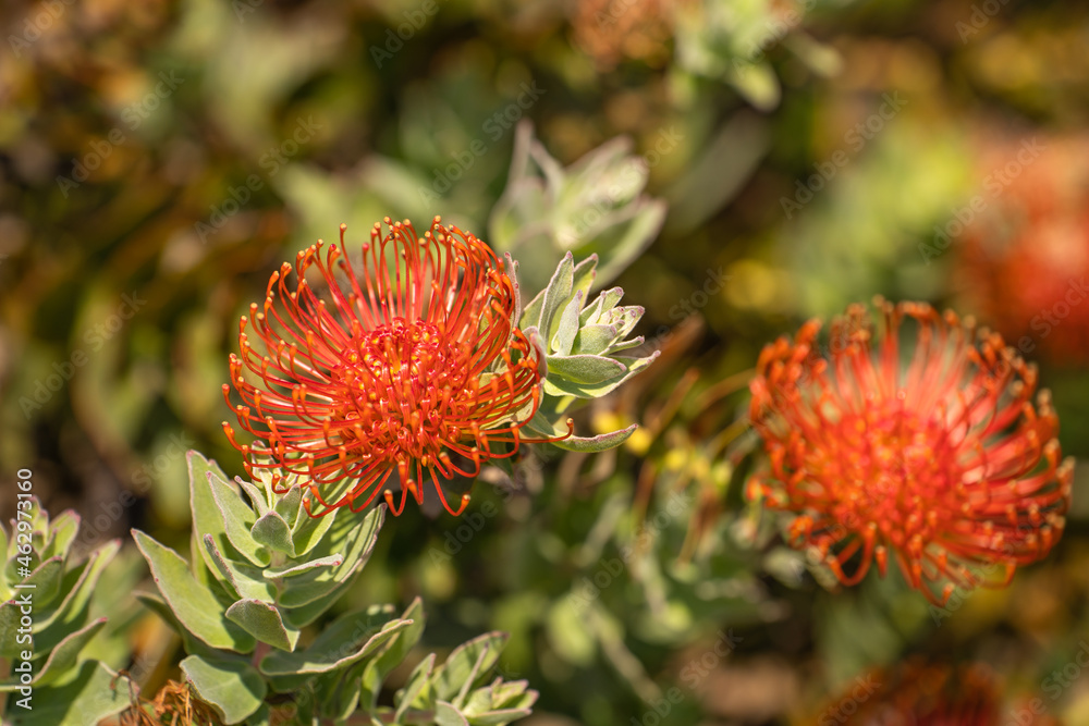 Close-up of a red blossoming Leucospermum flowers. Close-up of a red blossoming Leucospermum flowers.