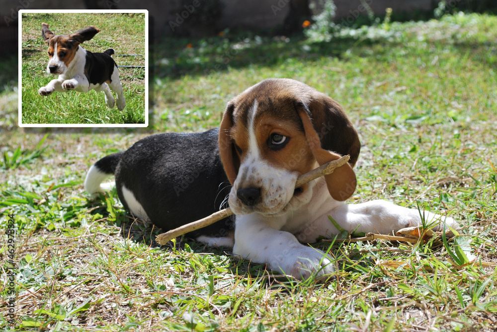 Cachorro Beagle 