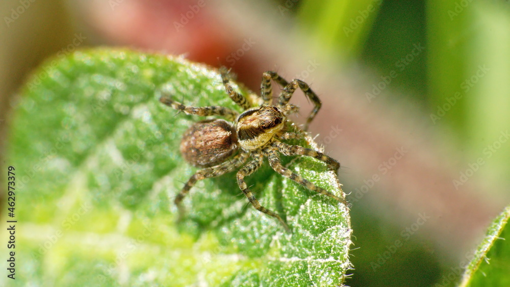 Jumping spider on a leaf in Cotacachi, Ecuador Jumping spider on a leaf in Cotacachi, Ecuador