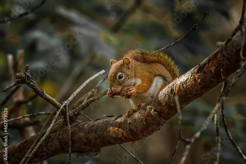 A red squirrel sitting on a branch eating a pine cone.  © Paul Roedding