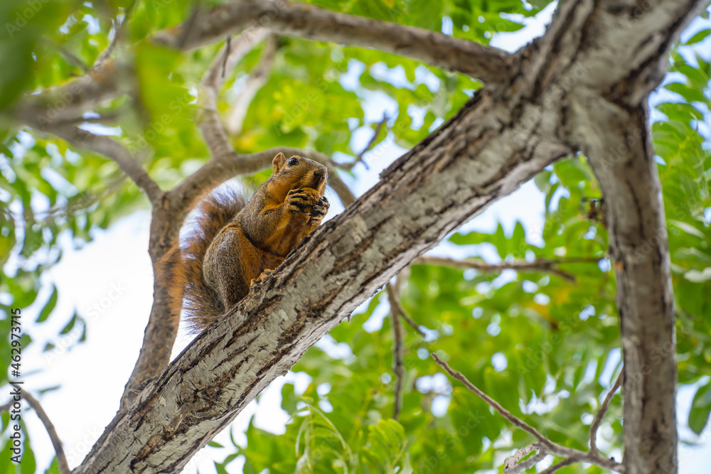 Eastern Fox Squirrel (Sciurus niger) sits in a tree and eats a nut.