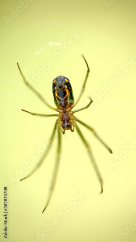 Orchard spider in a web in Cotacachi, Ecuador