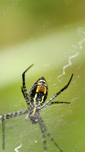 Orb weaver spider in a web in Cotacachi, Ecuador