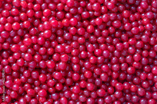 Harvest the red viburnum or guelder rose . Beautiful texture with red berries of viburnum background