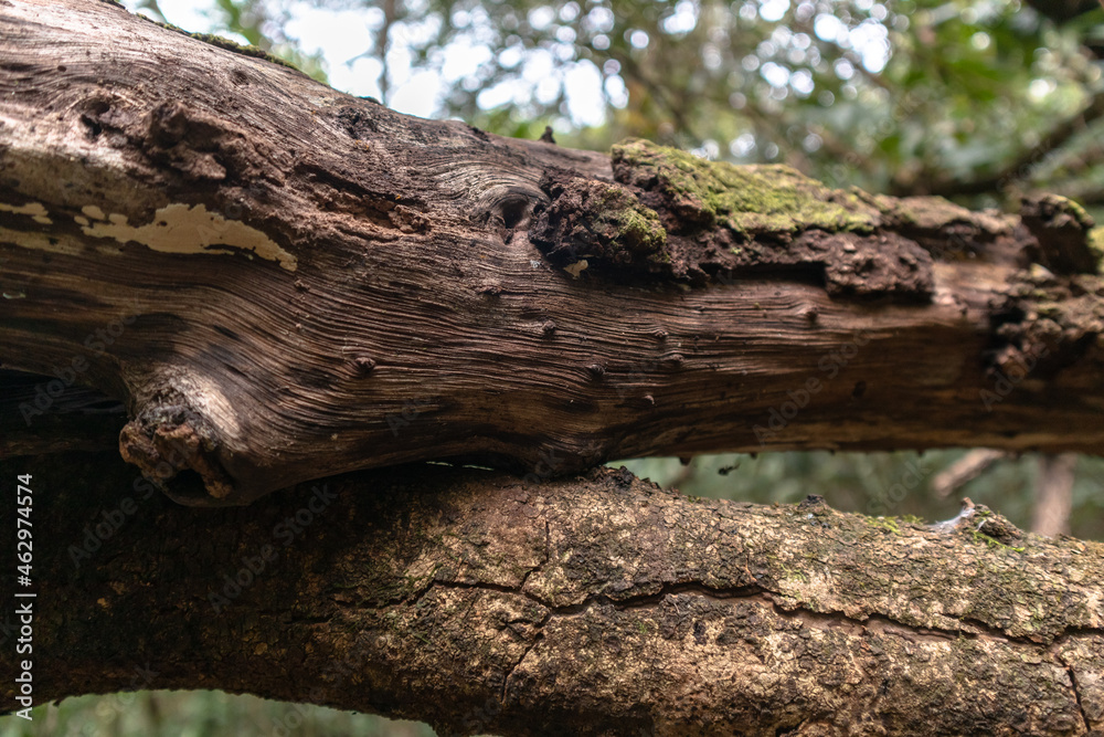 Detail of tree trunk texture, with some fungi and mosses, Itaipava, Rio de Janeiro, Brazil