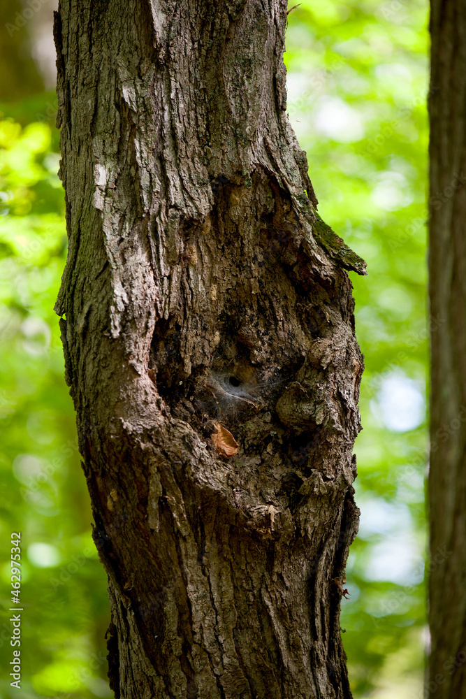 Tree trunks that appear to have a face. Tree trunks that appear to have a face.