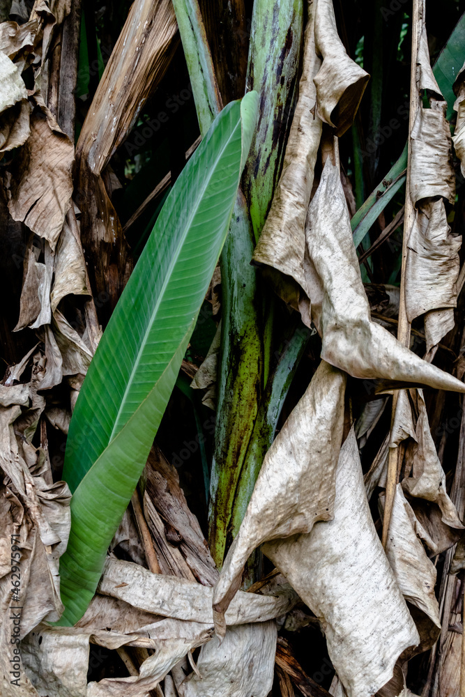 Several dry and green leaves, Itaipava, Rio de Janeiro, Brazil Several dry and green leaves, Itaipava, Rio de Janeiro, Brazil