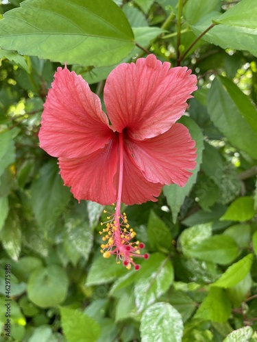 red hibiscus flower in nature garden