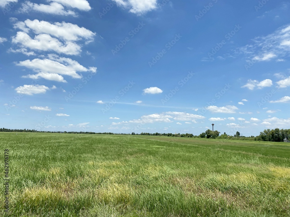 rice field in country Thailand