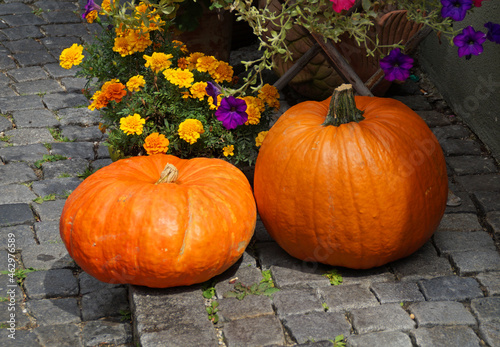 two beautiful and large pumpkins with lots of brightly colored flowers in the background on a fine Halloween day in Ulm City in Germany