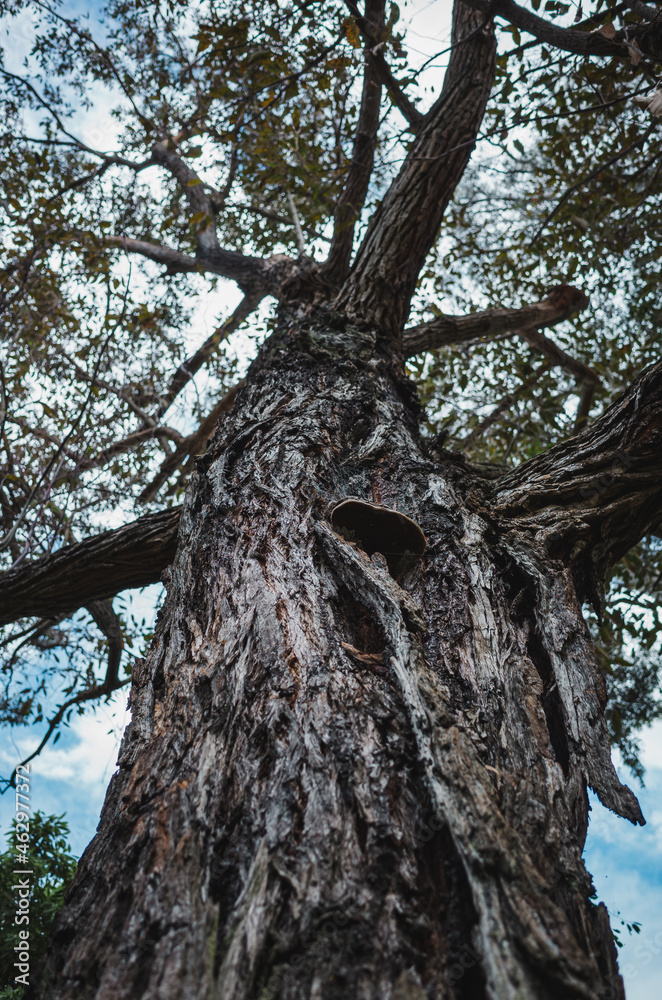 Naklejka premium trunk of a tree