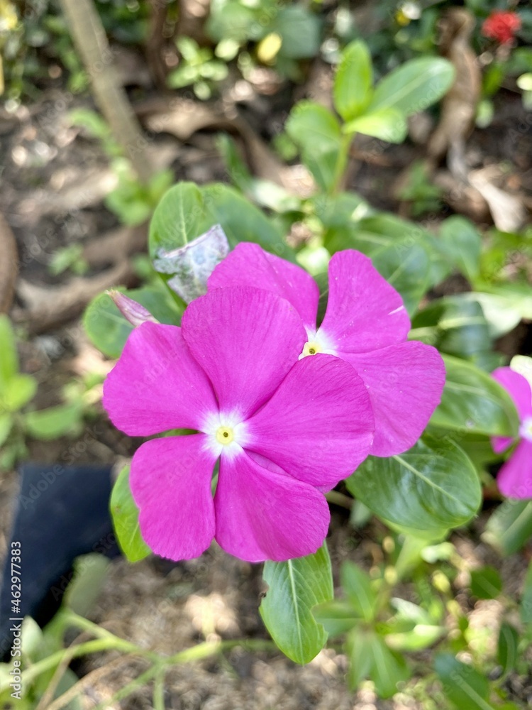 pink Catharanthus roseus flower in nature garden pink Catharanthus roseus flower in nature garden