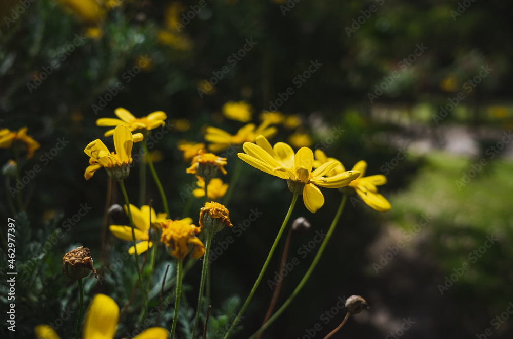 Obraz premium yellow flowers in spring