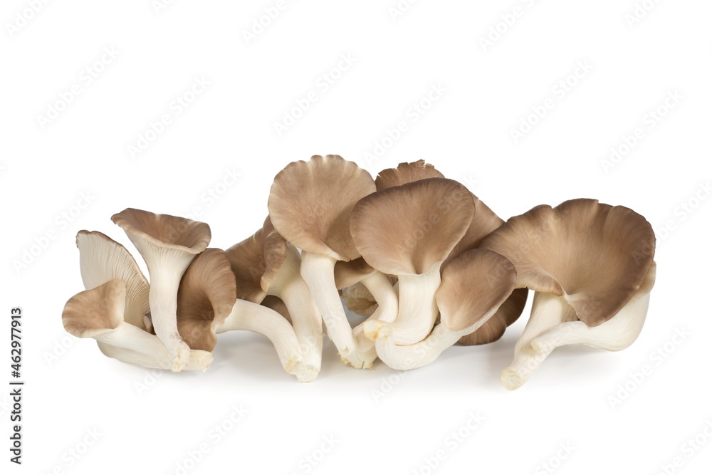 Fototapeta premium Indian Oyster Mushroom (Phoenix Mushroom or Lung Oyster) isolated on white background.