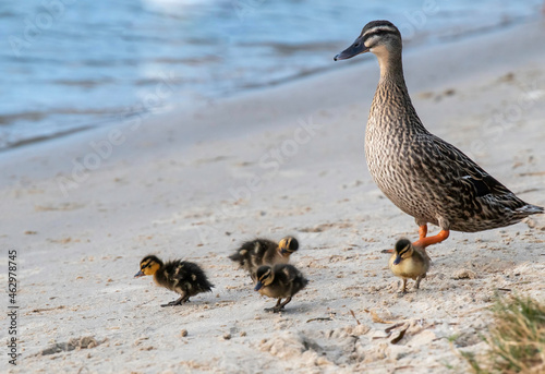 Mallard duck and ducklings at the waterfront photo