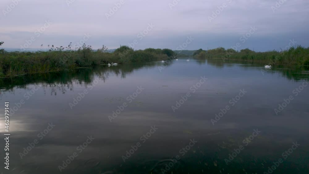 Mute Swans on the River Exe from a drone, Topsham, Exeter, Devon, England, Europe Mute Swans on the River Exe from a drone, Topsham, Exeter, Devon, England, Europe