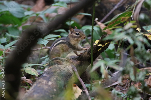 Eastern chipmunk © NatureView