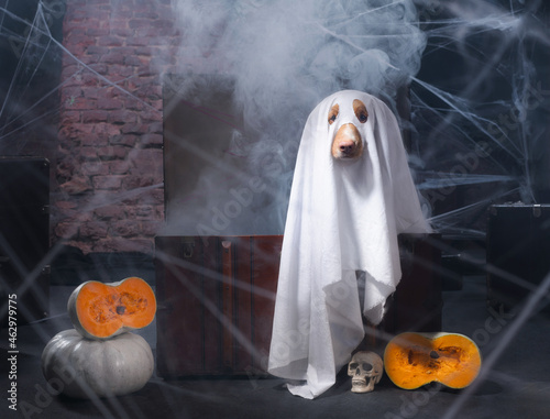 the dog as a ghost for Halloween in smoke . Festive mood, scary and eerie. Nova Scotia Duck Tolling Retriever in carnival costume