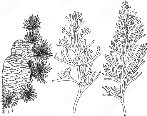 Black and white hand drawn set of flower and plant