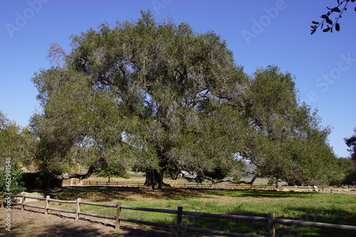 Gigantic Oak Tree 