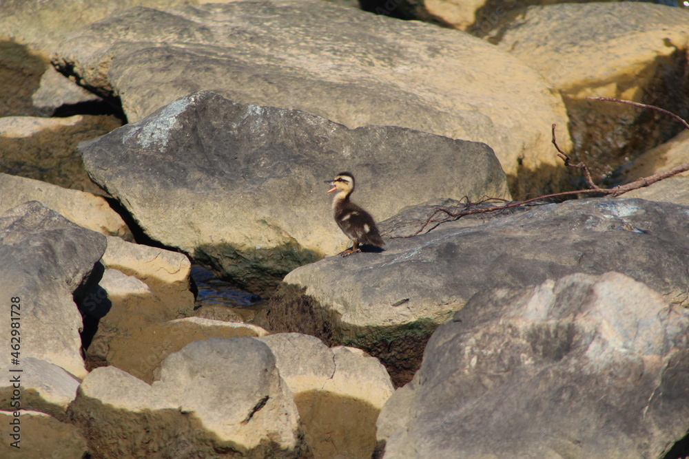 Obraz premium Mallard duckling