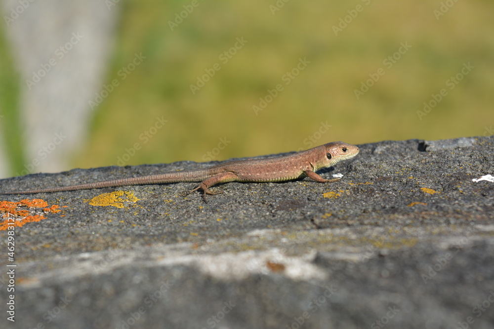 lizard on the stone