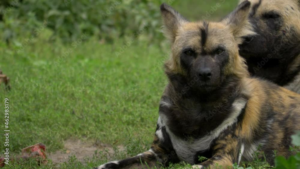 Birds flying in front of a group of tired African Wild Dogs. Birds flying in front of a group of tired African Wild Dogs.