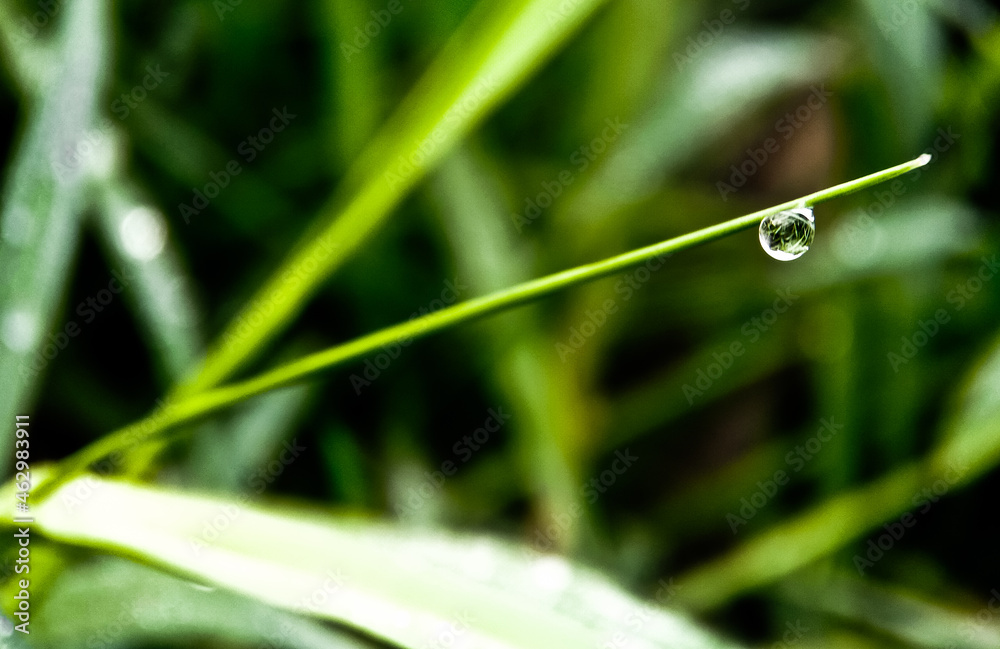 Dew drops on leafe blade