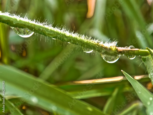 Dew drops on leafe blade photo